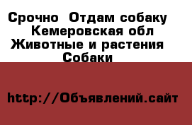 Срочно. Отдам собаку. - Кемеровская обл. Животные и растения » Собаки   